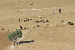 Herder in ‘de velden van Efrata’ Herder in ‘de velden van Efrata’